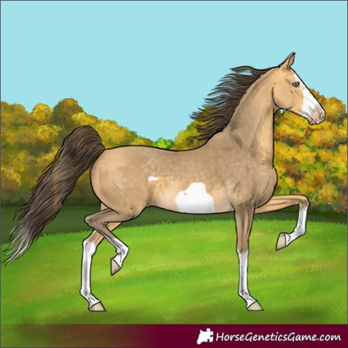 Horse Color:Amber Cream Champagne Splash Frame 