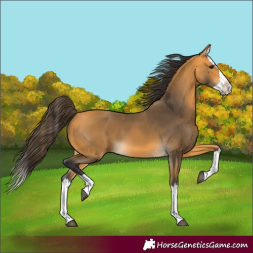 Horse Color:Buckskin Splash 