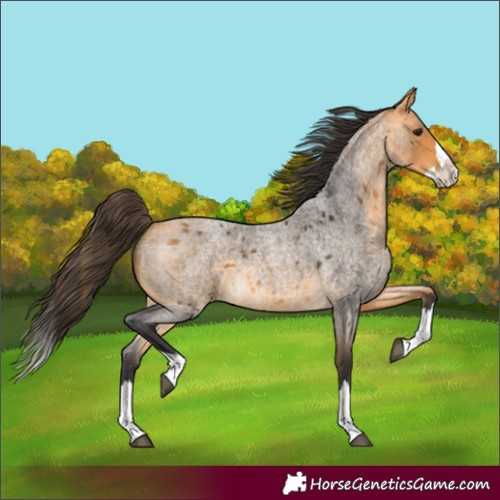 Horse Color:Buckskin Roan Splash 