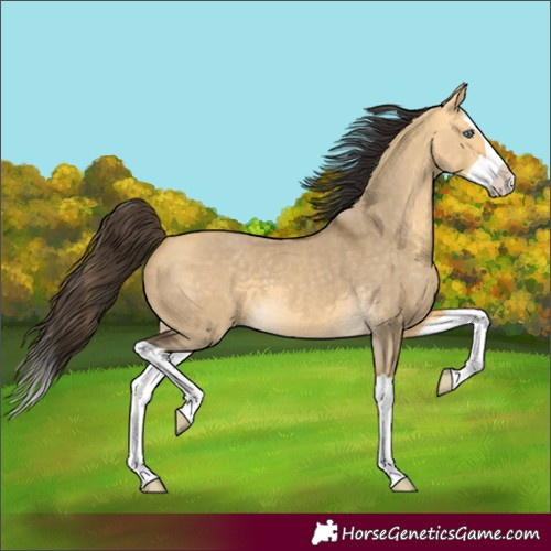Horse Color:Buckskin Dun Splash 