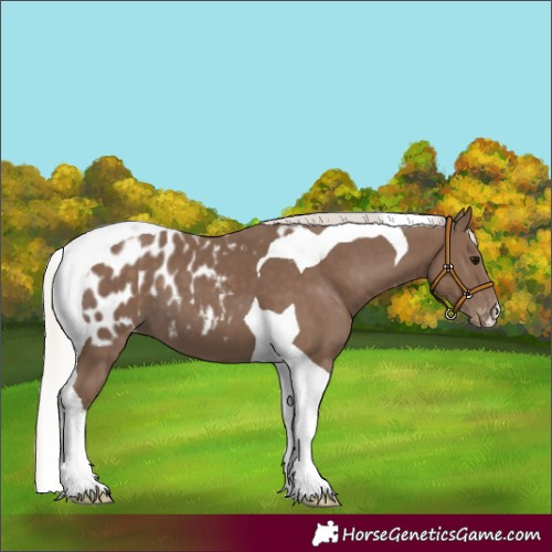 Horse Color:Silver Black Tobiano Blanket