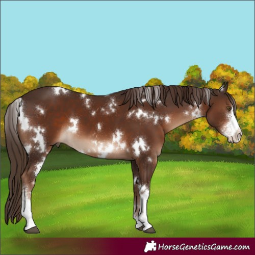 Horse Color:White Spotted Liver Chestnut Sabino