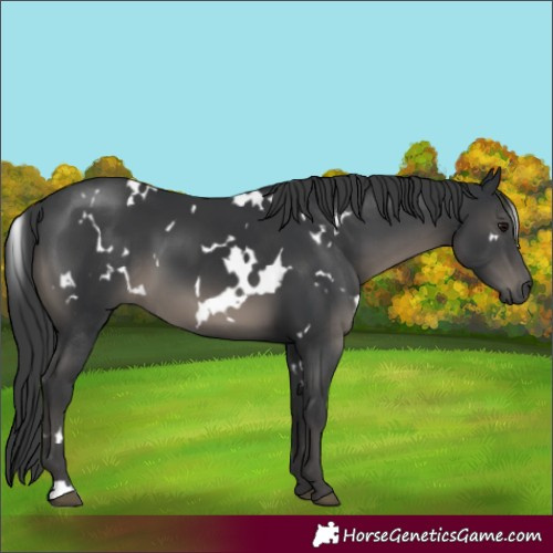 Horse Color:White Spotted Black 