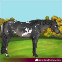 Horse Color:White Spotted Black