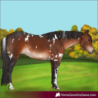 Horse Color:White Spotted Brown