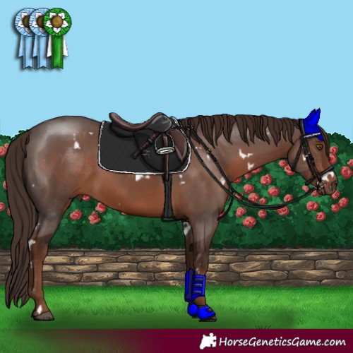 Horse Color:White Spotted Liver Chestnut Sabino 