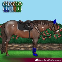Horse Color:White Spotted Liver Chestnut Sabino