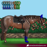 Horse Color:White Spotted Liver Chestnut Sabino 