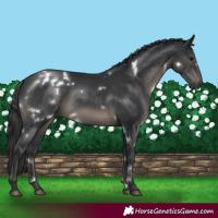Horse Color:White Spotted Black