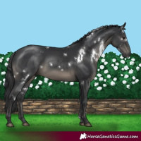 Horse Color:White Spotted Black 