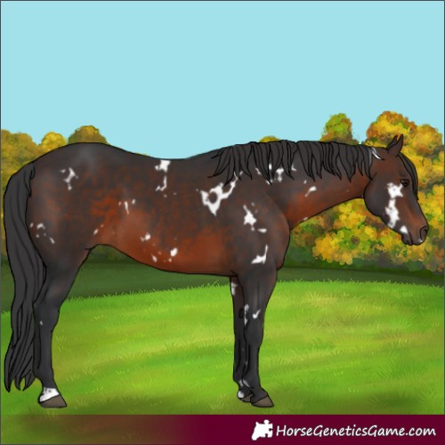 Horse Color:White Spotted Brown 