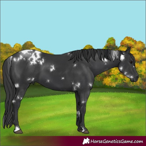 Horse Color:White Spotted Black 