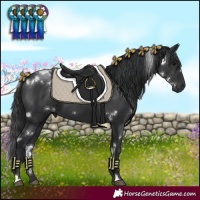 Horse Color:White Spotted Black