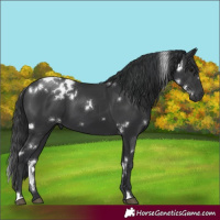 Horse Color:White Spotted Black 