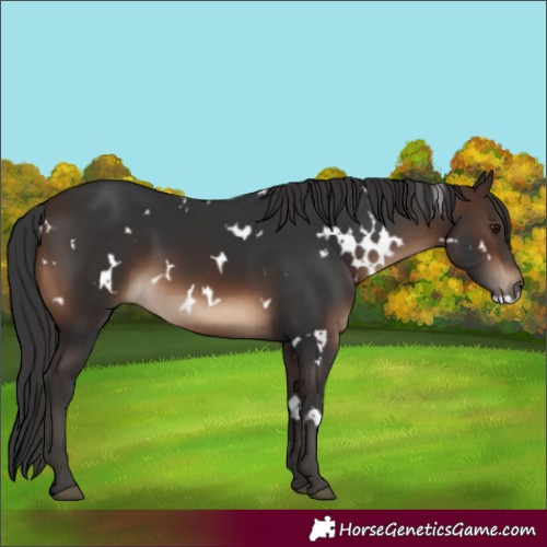Horse Color:White Spotted Brown 
