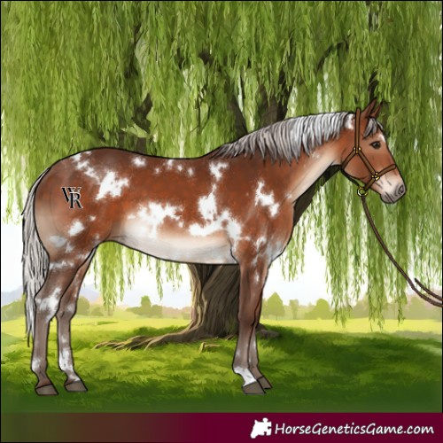 Horse Color:White Spotted Silver Bay 