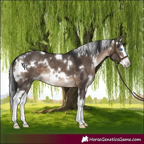 Horse Color:White Spotted Brown Dun Splash