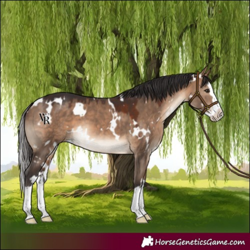 Horse Color:White Spotted Bay Dun Splash