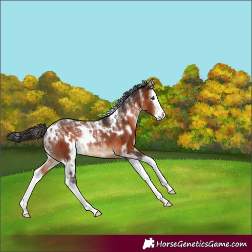 Horse Color:Powder White White Spotted Bay Splash Rabicano