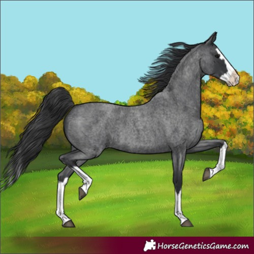 Horse Color:Blue Roan Splash 