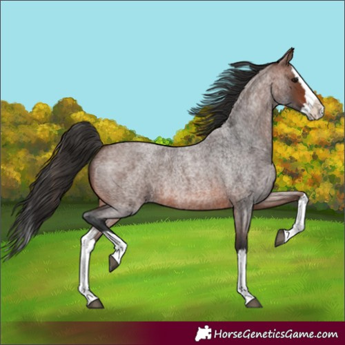 Horse Color:Brown Roan Splash 
