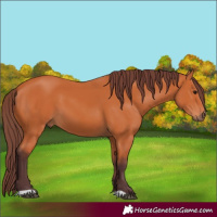 Horse Color:Chocolate Bay 