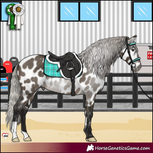 Horse Color:Gray Silver Brown Dun Near Leopard 