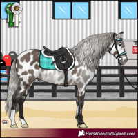 Horse Color:Gray Silver Brown Dun Near Leopard 