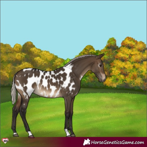 Horse Color:Gray Silver Brown Dun Appaloosa 