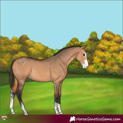 Horse Color:Bay Dun Sabino Varnish 