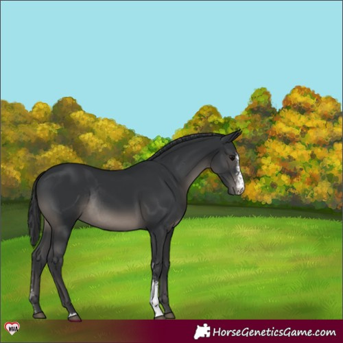 Horse Color:Black Sabino Varnish Rabicano 
