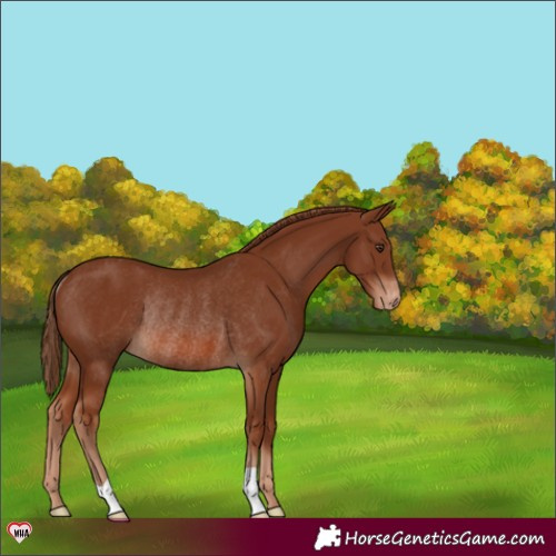 Horse Color:Chestnut Appaloosa Rabicano 