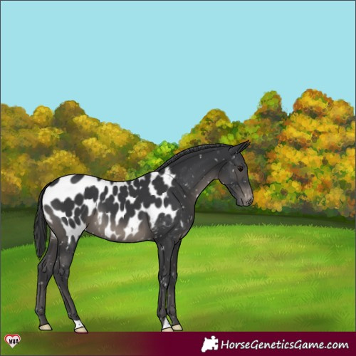 Horse Color:Black Appaloosa 