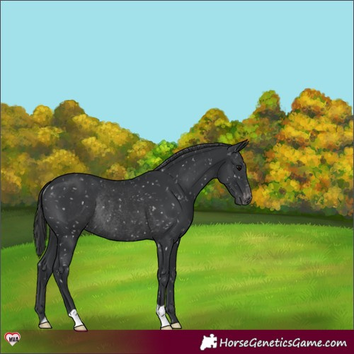 Horse Color:Black Appaloosa Rabicano 