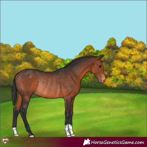 Horse Color:Brown Appaloosa Rabicano 