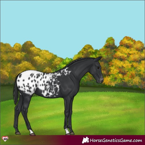 Horse Color:Black Appaloosa 