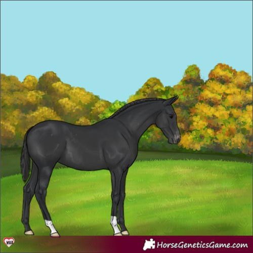 Horse Color:Black Appaloosa 