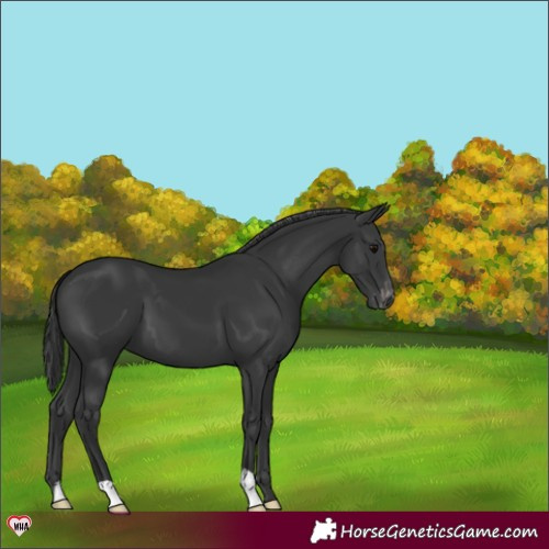 Horse Color:Black Appaloosa 