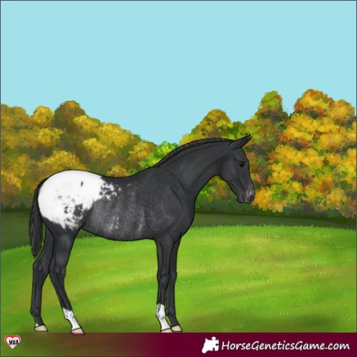 Horse Color:Black Appaloosa Rabicano 