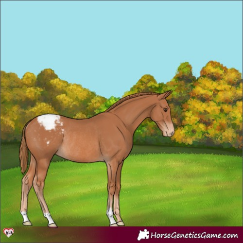 Horse Color:Chestnut Appaloosa Rabicano 
