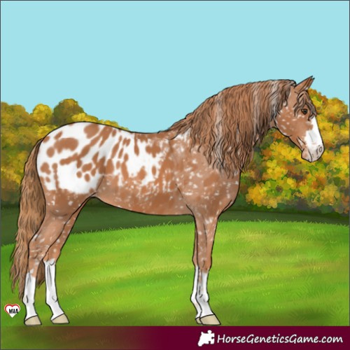 Horse Color:Chestnut Appaloosa 