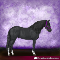 Horse Color:Black Tobiano 