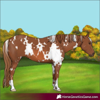 Horse Color:White Spotted Chestnut 