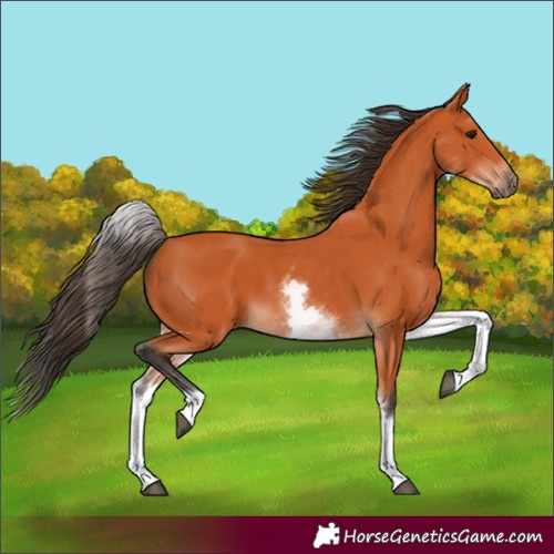 Horse Color:White Spotted Bay 