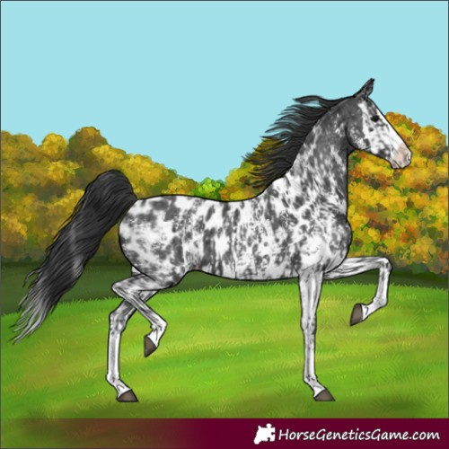 Horse Color:Black Sabino Splash Appaloosa  and Black Sabino Splash Appaloosa 
