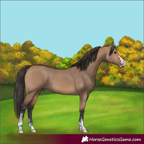 Horse Color:Bay Dun Sabino 