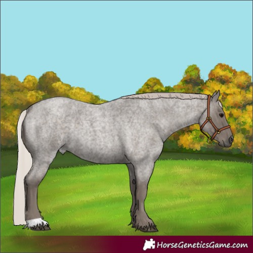 Horse Color:Silver Blue Roan 