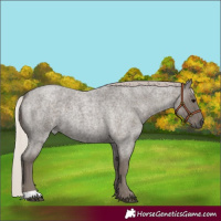 Horse Color:Silver Blue Roan 