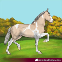 Horse Color:Silver Bay Dun Tobiano Rabicano 