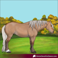 Horse Color:Silver Bay Dun